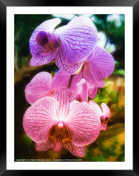 Rainbow Orchids ...flower  Framed Mounted Print by Elaine Manley