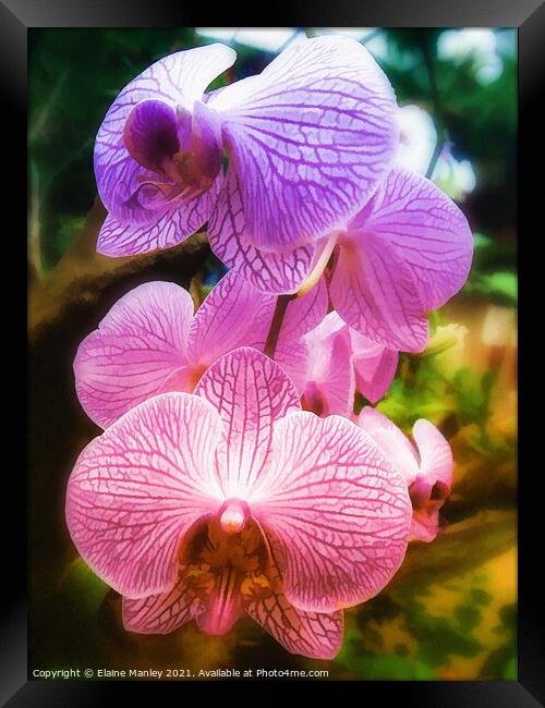 Rainbow Orchids ...flower  Framed Print by Elaine Manley