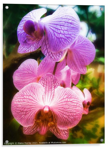Rainbow Orchids ...flower  Acrylic by Elaine Manley