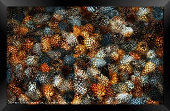 Pine Cones...  misc  Framed Print by Elaine Manley