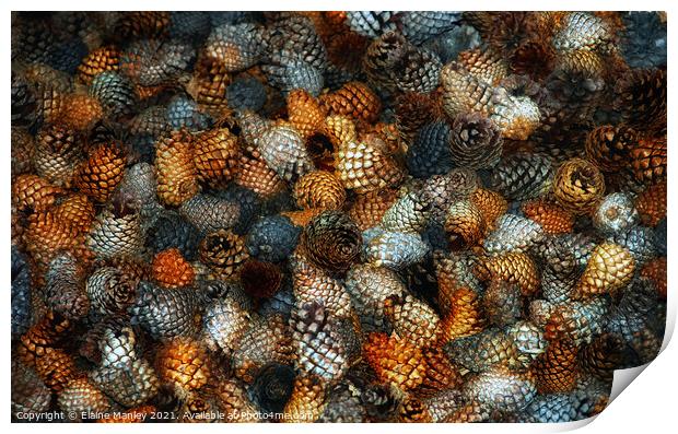 Pine Cones...  misc  Print by Elaine Manley