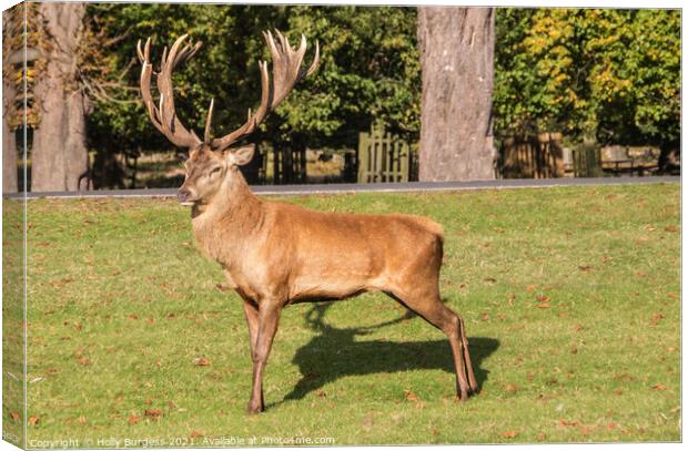 Red Deer Stag one proud fellow Bradgate  Park  Canvas Print by Holly Burgess