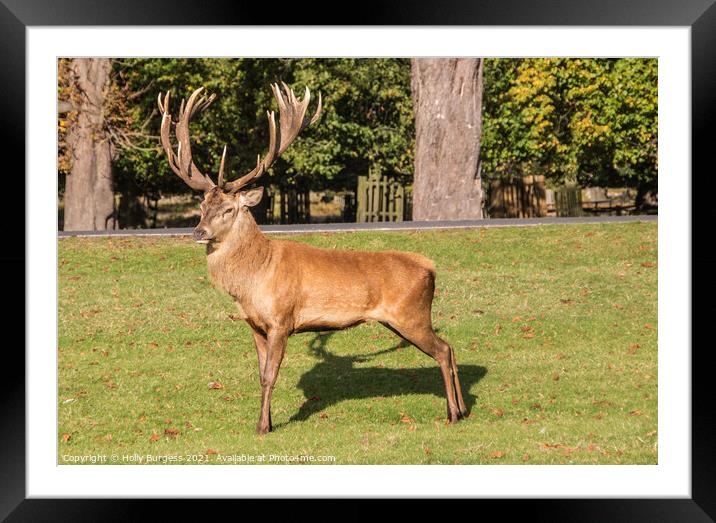 Red Deer Stag one proud fellow Bradgate  Park  Framed Mounted Print by Holly Burgess