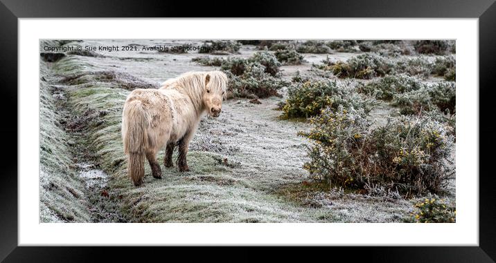 Shetland Pony in the New Forest  Framed Mounted Print by Sue Knight