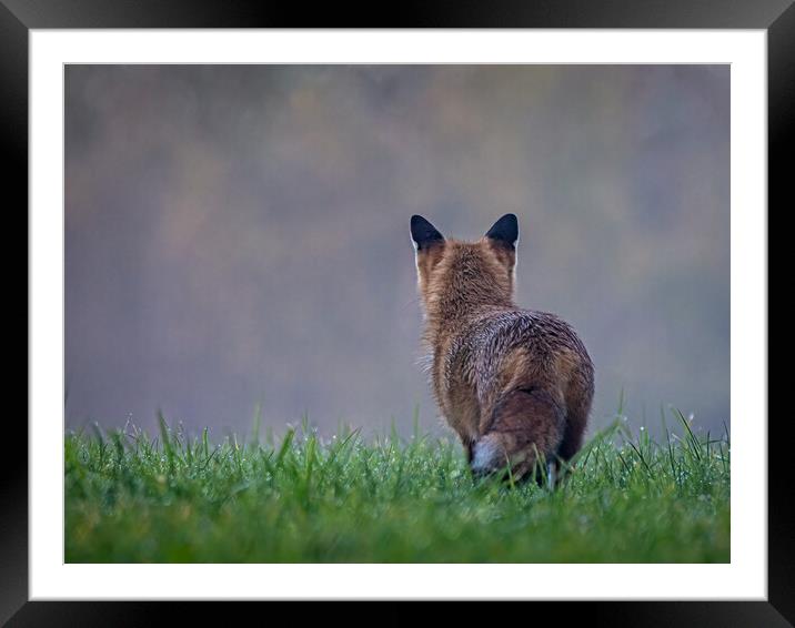 Red fox looking into the mist Framed Mounted Print by Vicky Outen