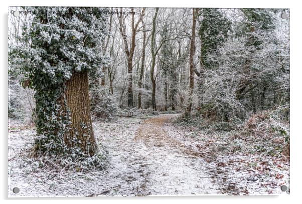 Winter Wonderland Walk New Forest Acrylic by Sue Knight