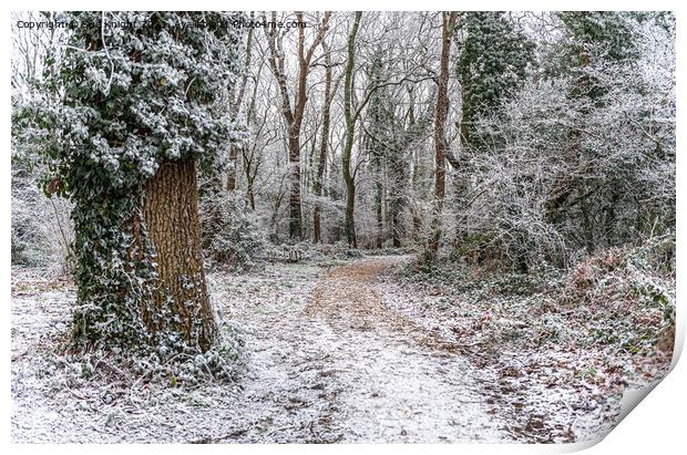 Winter Wonderland Walk New Forest Print by Sue Knight