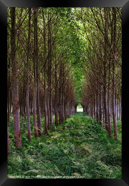 Avenue of Trees Framed Print by Ron Thomas
