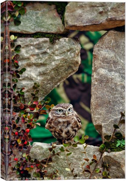 Little Owl in a Wall Canvas Print by Ron Thomas