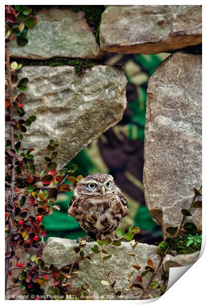 Little Owl in a Wall Print by Ron Thomas