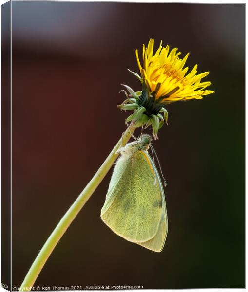 Large White Butterfly Canvas Print by Ron Thomas