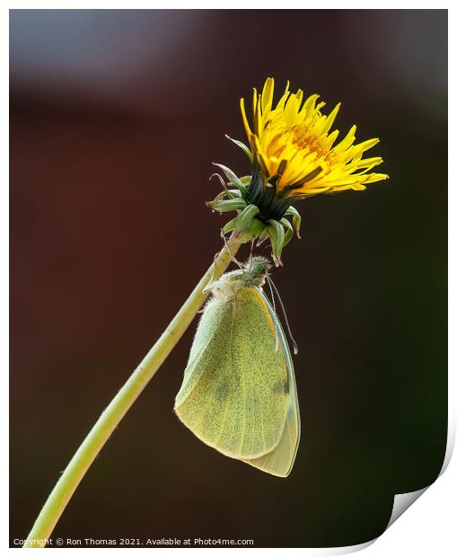Large White Butterfly Print by Ron Thomas