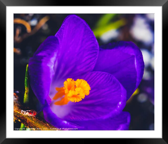 Blue Purple Crocus Blossom Blooming Macro Washington Framed Mounted Print by William Perry