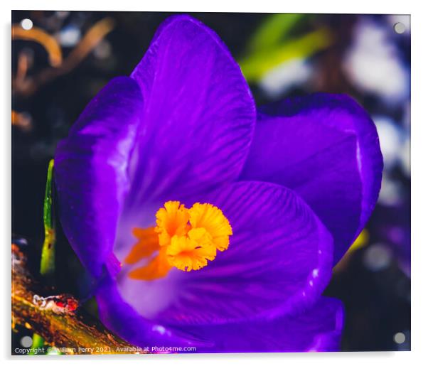 Blue Purple Crocus Blossom Blooming Macro Washington Acrylic by William Perry