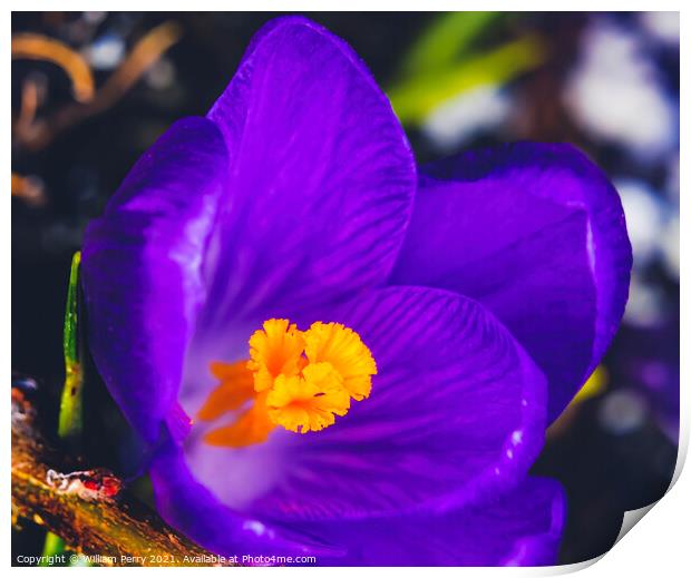 Blue Purple Crocus Blossom Blooming Macro Washington Print by William Perry