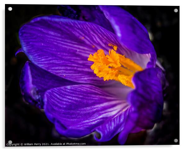 Blue Purple Crocus Blossom Blooming Macro Washington Acrylic by William Perry