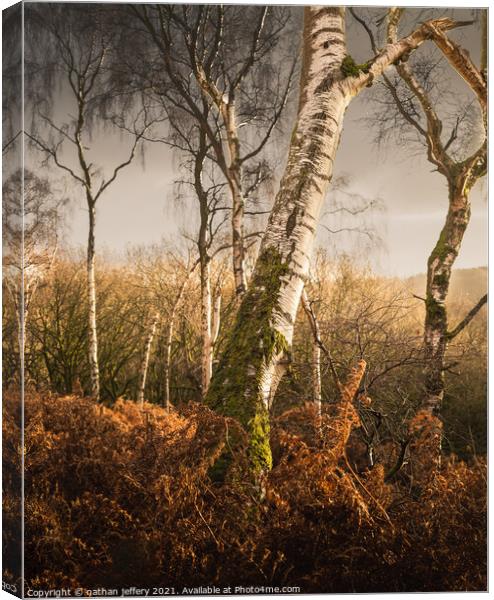 Golden Silver birch in the morning sun Canvas Print by nathan jeffery