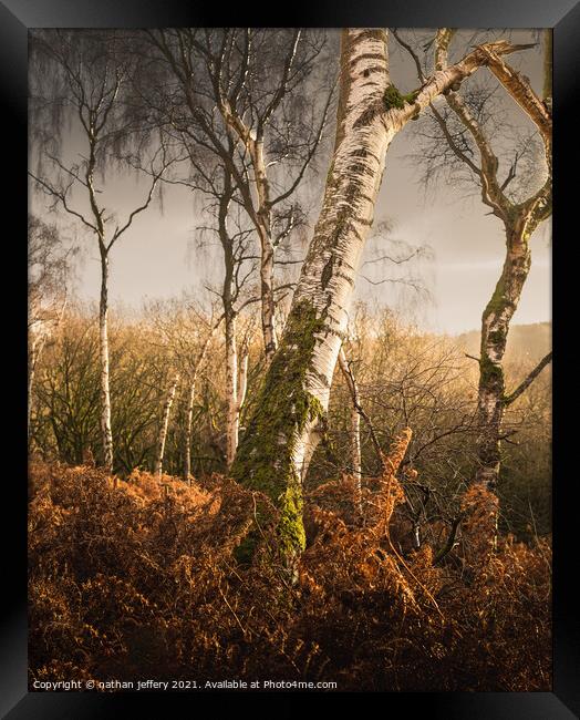 Golden Silver birch in the morning sun Framed Print by nathan jeffery