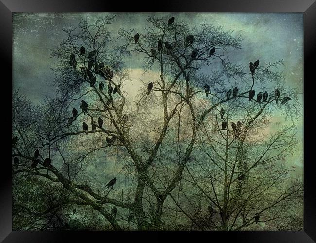 The Birds Framed Print by Anne Christie