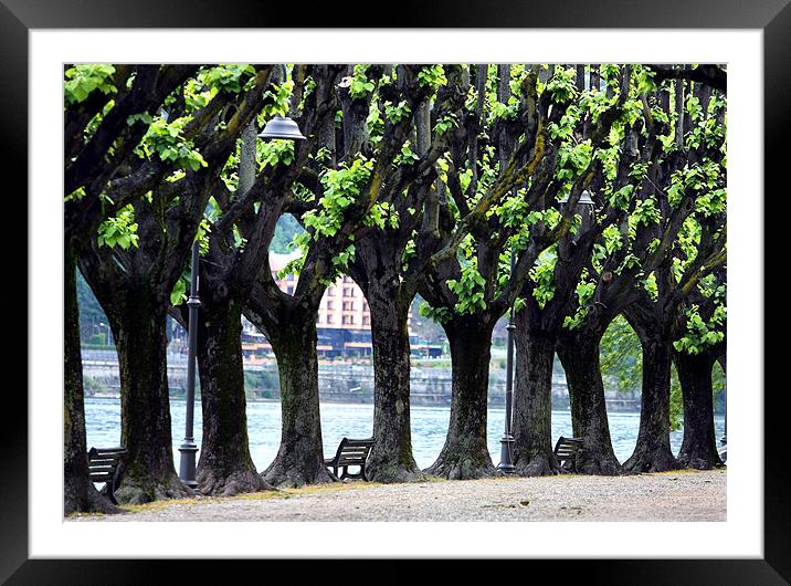 Line of trees at Lake Maggiore Framed Mounted Print by Tony Bates