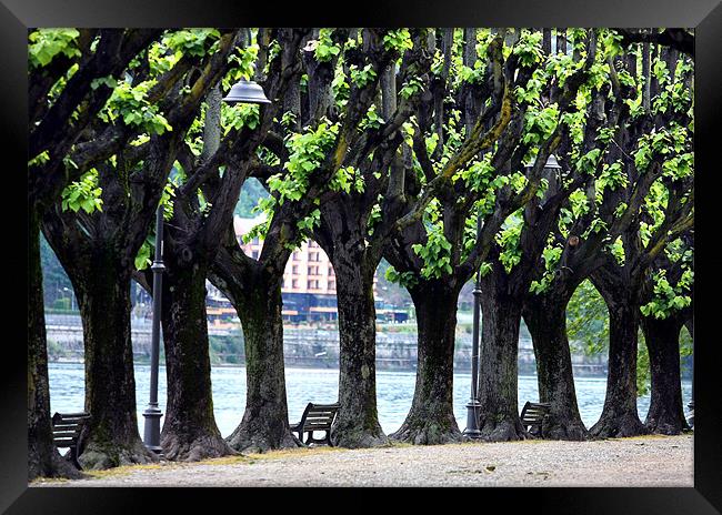 Line of trees at Lake Maggiore Framed Print by Tony Bates