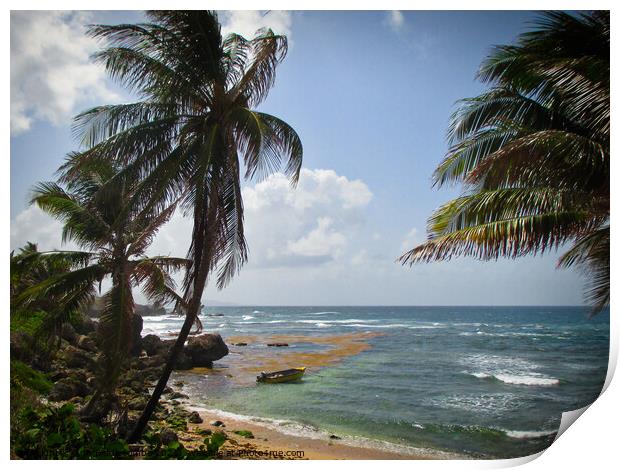 A lone yellow boat somewhere on the coast Barbados Print by Ann Biddlecombe