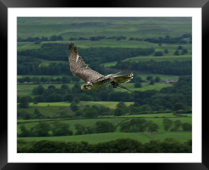 Peregrine Falcon In Flight Framed Mounted Print by Sandi-Cockayne ADPS