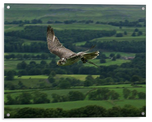 Peregrine Falcon In Flight Acrylic by Sandi-Cockayne ADPS