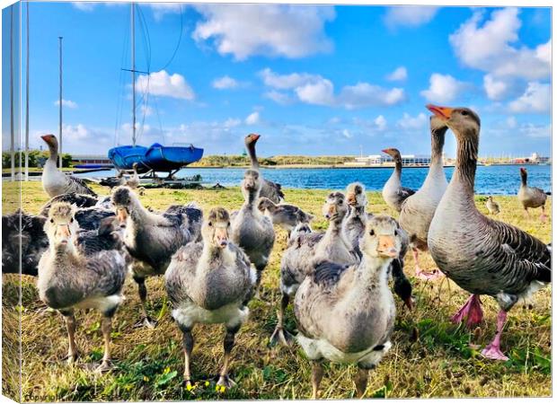 Geese at Marine Lake Canvas Print by Dave Eyres