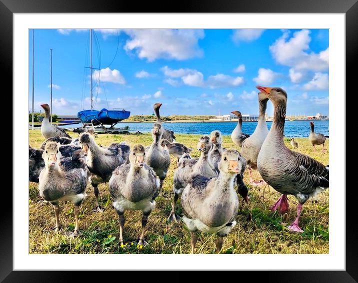 Geese at Marine Lake Framed Mounted Print by Dave Eyres