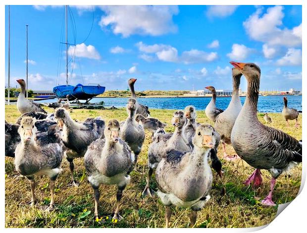 Geese at Marine Lake Print by Dave Eyres