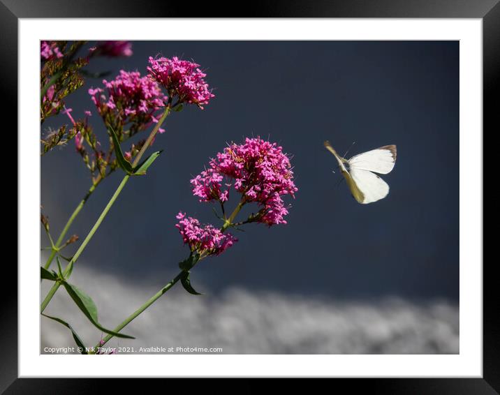 Butterfly Framed Mounted Print by Nik Taylor