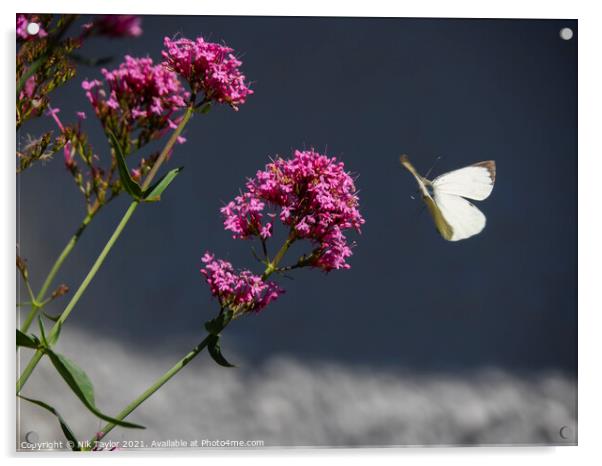 Butterfly Acrylic by Nik Taylor