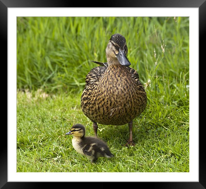 Big duck little duck Framed Mounted Print by Sam Smith