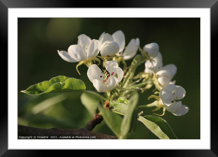 Beautiful White Pear Blossom Framed Mounted Print by Imladris 