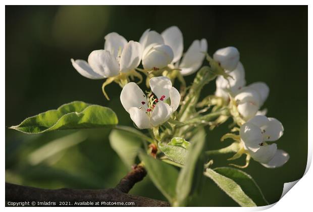 Beautiful White Pear Blossom Print by Imladris 