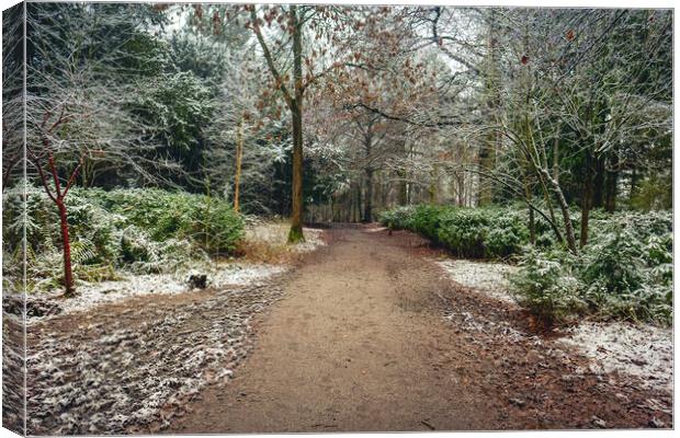Winter Woodland Canvas Print by Hectar Alun Media