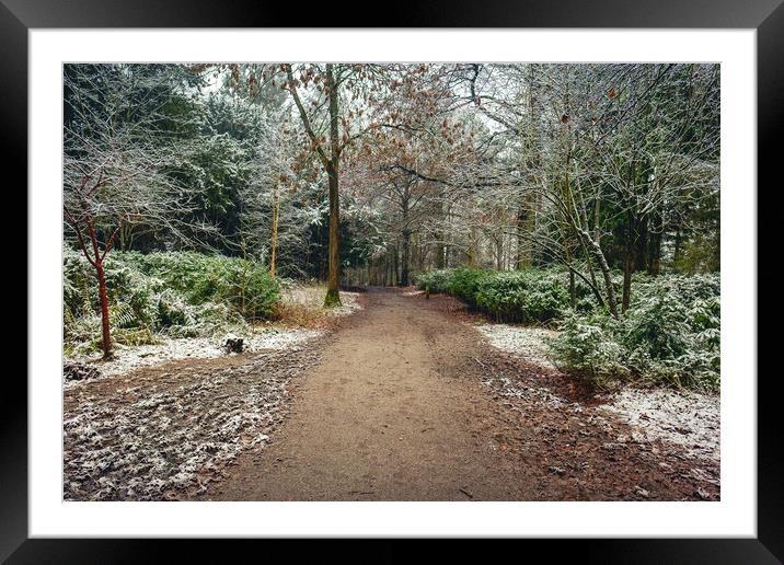Winter Woodland Framed Mounted Print by Hectar Alun Media