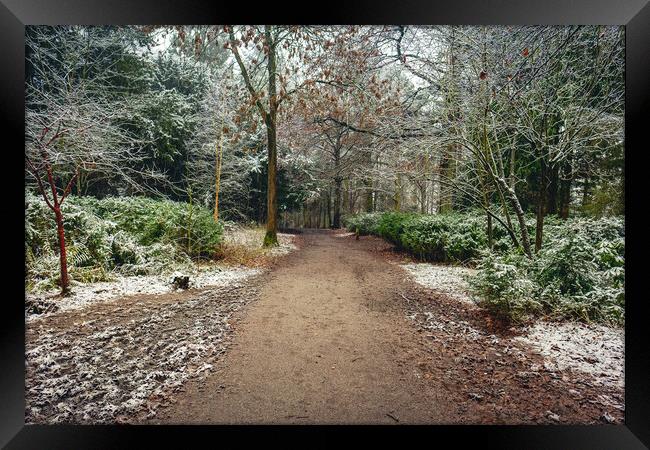 Winter Woodland Framed Print by Hectar Alun Media