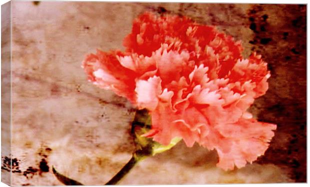 Pink Carnation Canvas Print by Jacqui Kilcoyne