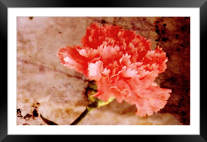 Pink Carnation Framed Mounted Print by Jacqui Kilcoyne