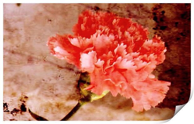 Pink Carnation Print by Jacqui Kilcoyne