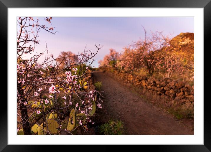 Path through almond trees, Tenerife Framed Mounted Print by Phil Crean