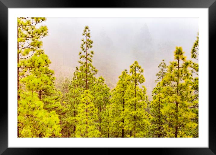 Misty day in the Tenerife pine forests Framed Mounted Print by Phil Crean