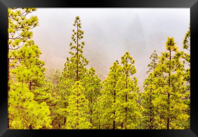 Misty day in the Tenerife pine forests Framed Print by Phil Crean
