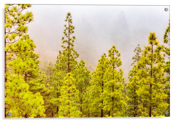 Misty day in the Tenerife pine forests Acrylic by Phil Crean