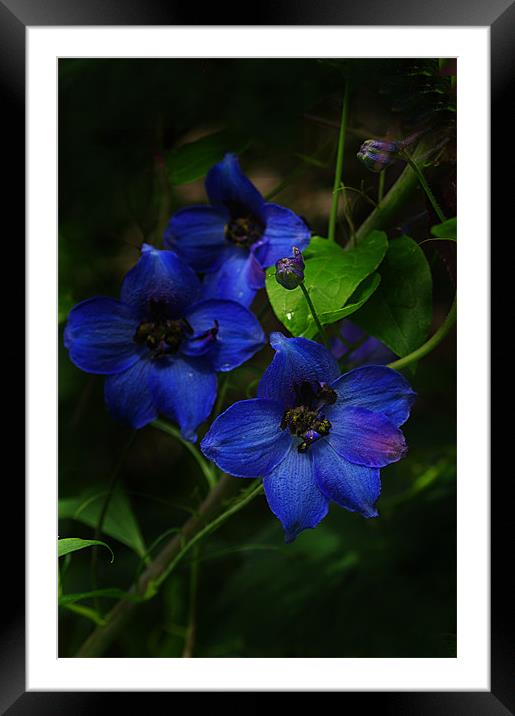 Delphinium Blues Framed Mounted Print by Jacqi Elmslie