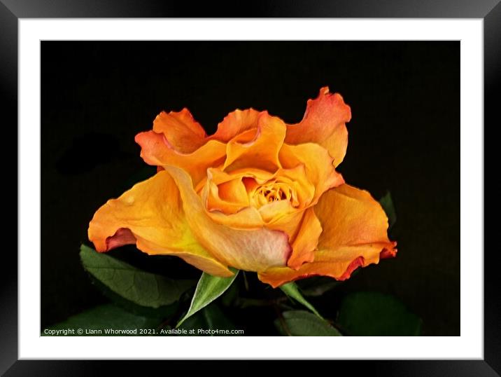 Orange Rose Framed Mounted Print by Liann Whorwood