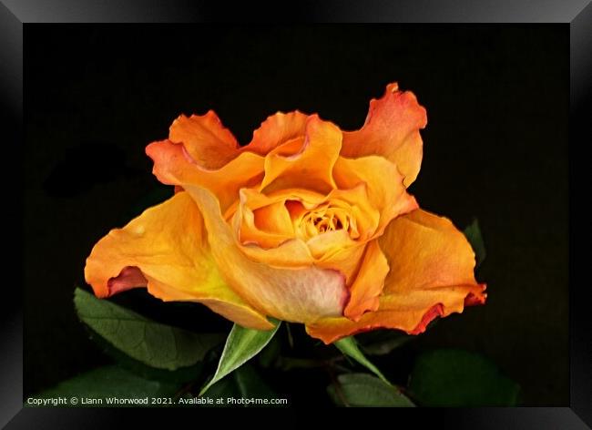 Orange Rose Framed Print by Liann Whorwood