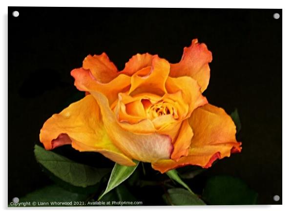 Orange Rose Acrylic by Liann Whorwood